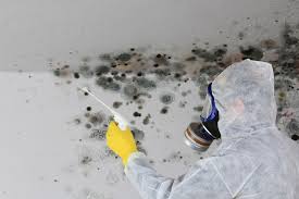 Best Mold Damage Restoration  in Saddle Rock, NY